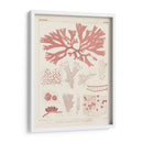 Marina De Coral Antigua Iii - Vision Studio | Cuadro decorativo de Canvas Lab