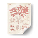 Marina De Coral Antigua Iii - Vision Studio | Cuadro decorativo de Canvas Lab