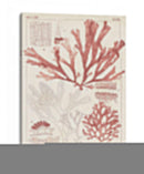 Antigua Coral Seaweed Iv - Vision Studio | Cuadro decorativo de Canvas Lab