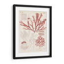 Antigua Coral Seaweed Iv - Vision Studio | Cuadro decorativo de Canvas Lab