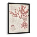 Antigua Coral Seaweed Iv - Vision Studio | Cuadro decorativo de Canvas Lab
