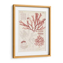 Antigua Coral Seaweed Iv - Vision Studio | Cuadro decorativo de Canvas Lab