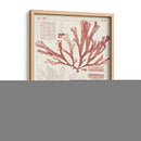 Antigua Coral Seaweed Iv - Vision Studio | Cuadro decorativo de Canvas Lab
