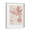 Antigua Coral Seaweed Iv - Vision Studio | Cuadro decorativo de Canvas Lab