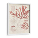 Antigua Coral Seaweed Iv - Vision Studio | Cuadro decorativo de Canvas Lab