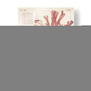 Antigua Coral Seaweed Iv - Vision Studio | Cuadro decorativo de Canvas Lab