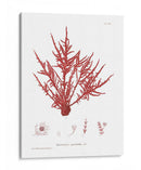 Impresión Natural En Coral Iii - Vision Studio | Cuadro decorativo de Canvas Lab