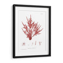 Impresión Natural En Coral Iii - Vision Studio | Cuadro decorativo de Canvas Lab