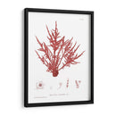 Impresión Natural En Coral Iii - Vision Studio | Cuadro decorativo de Canvas Lab