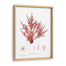 Impresión Natural En Coral Iii - Vision Studio | Cuadro decorativo de Canvas Lab