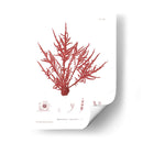 Impresión Natural En Coral Iii - Vision Studio | Cuadro decorativo de Canvas Lab