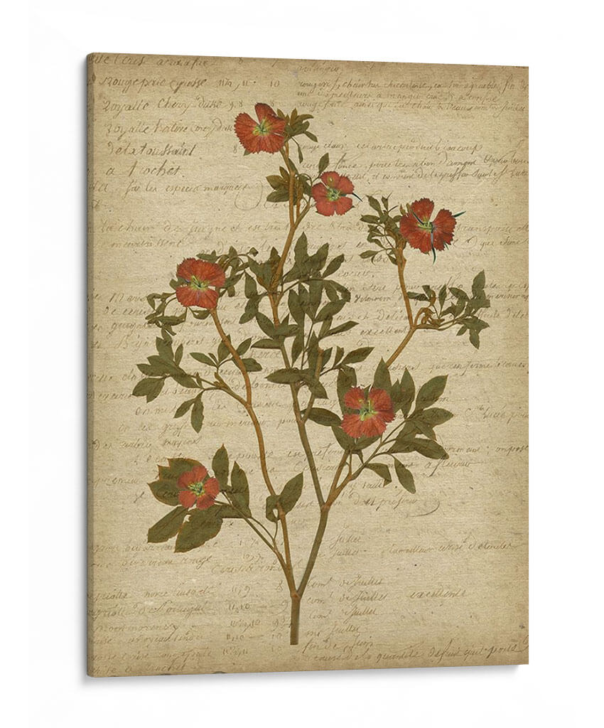 Flores Prensadas Románticas I - Jennifer Goldberger | Cuadro decorativo de Canvas Lab