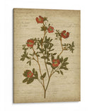 Flores Prensadas Románticas I - Jennifer Goldberger | Cuadro decorativo de Canvas Lab