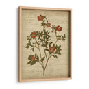Flores Prensadas Románticas I - Jennifer Goldberger | Cuadro decorativo de Canvas Lab
