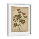 Flores Prensadas Románticas I - Jennifer Goldberger | Cuadro decorativo de Canvas Lab