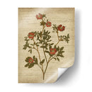 Flores Prensadas Románticas I - Jennifer Goldberger | Cuadro decorativo de Canvas Lab