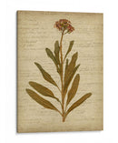 Flores Prensadas Románticas Ii - Jennifer Goldberger | Cuadro decorativo de Canvas Lab