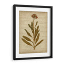 Flores Prensadas Románticas Ii - Jennifer Goldberger | Cuadro decorativo de Canvas Lab