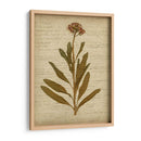 Flores Prensadas Románticas Ii - Jennifer Goldberger | Cuadro decorativo de Canvas Lab