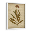 Flores Prensadas Románticas Ii - Jennifer Goldberger | Cuadro decorativo de Canvas Lab