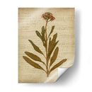 Flores Prensadas Románticas Ii - Jennifer Goldberger | Cuadro decorativo de Canvas Lab