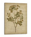 Flores Prensadas Románticas Iv - Jennifer Goldberger | Cuadro decorativo de Canvas Lab