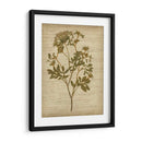 Flores Prensadas Románticas Iv - Jennifer Goldberger | Cuadro decorativo de Canvas Lab