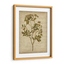 Flores Prensadas Románticas Iv - Jennifer Goldberger | Cuadro decorativo de Canvas Lab