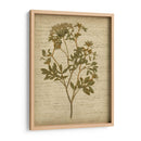 Flores Prensadas Románticas Iv - Jennifer Goldberger | Cuadro decorativo de Canvas Lab