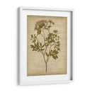 Flores Prensadas Románticas Iv - Jennifer Goldberger | Cuadro decorativo de Canvas Lab