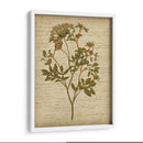Flores Prensadas Románticas Iv - Jennifer Goldberger | Cuadro decorativo de Canvas Lab