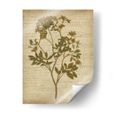 Flores Prensadas Románticas Iv - Jennifer Goldberger | Cuadro decorativo de Canvas Lab