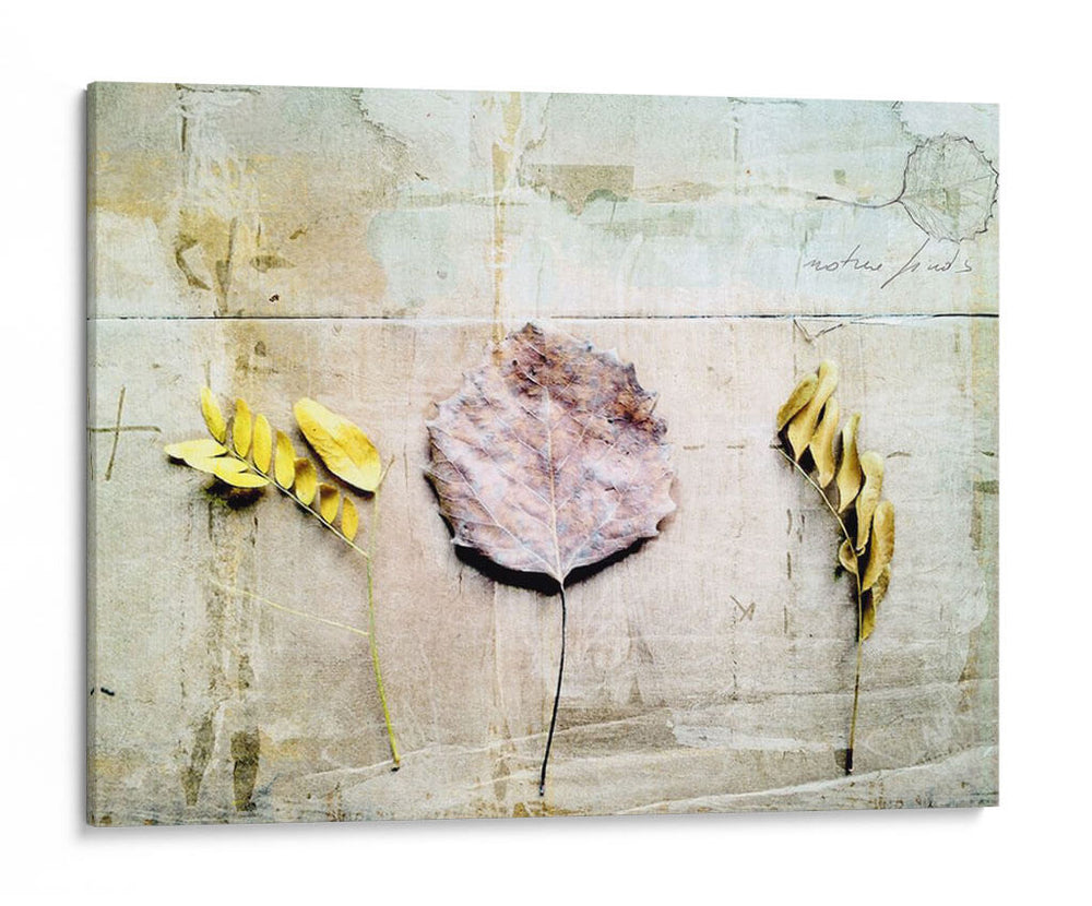 Herbario Iii - Ingrid Blixt | Cuadro decorativo de Canvas Lab