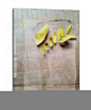 Herbario V - Ingrid Blixt | Cuadro decorativo de Canvas Lab