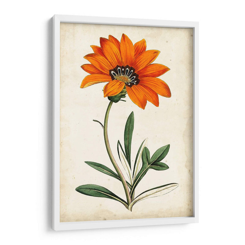 Mandarina Floral I - Curtis | Cuadro decorativo de Canvas Lab