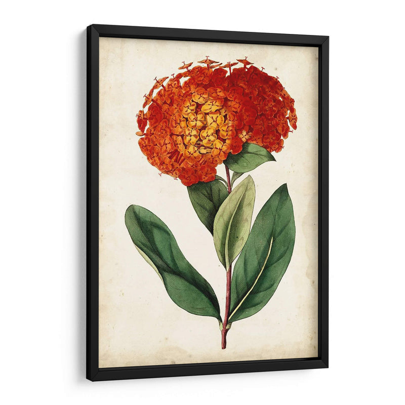 Mandarina Floral Ii - Curtis | Cuadro decorativo de Canvas Lab