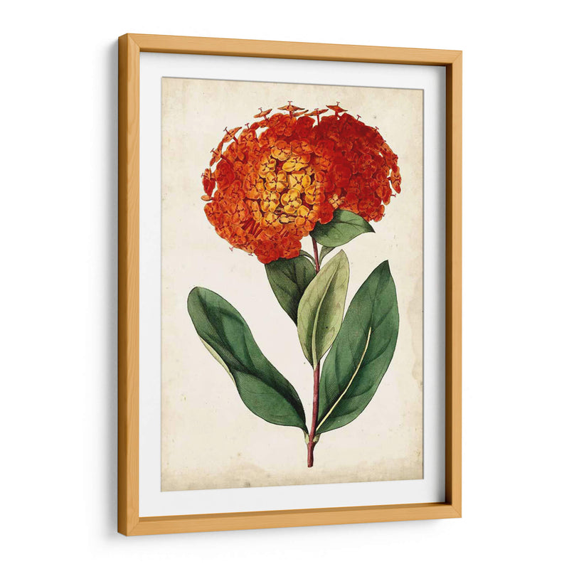 Mandarina Floral Ii - Curtis | Cuadro decorativo de Canvas Lab