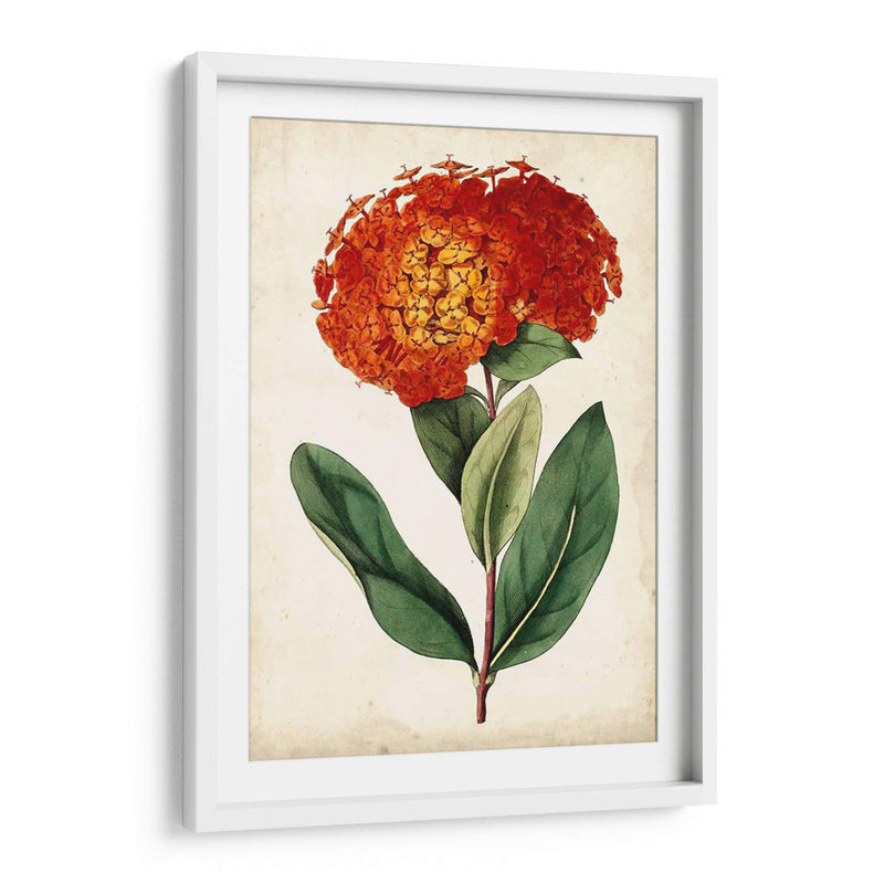 Mandarina Floral Ii - Curtis | Cuadro decorativo de Canvas Lab