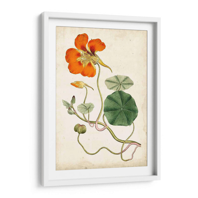 Mandarina Floral Vi - Curtis | Cuadro decorativo de Canvas Lab