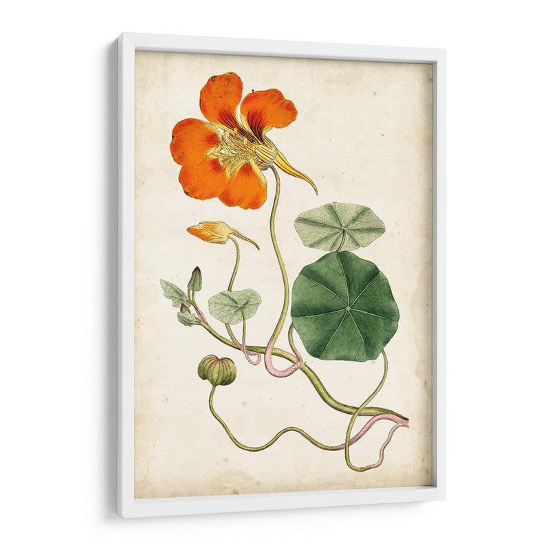 Mandarina Floral Vi - Curtis | Cuadro decorativo de Canvas Lab