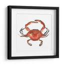 Cangrejo De Acuarela I - Emma Scarvey | Cuadro decorativo de Canvas Lab
