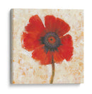 Retrato De Amapola Roja I - Tim OToole | Cuadro decorativo de Canvas Lab