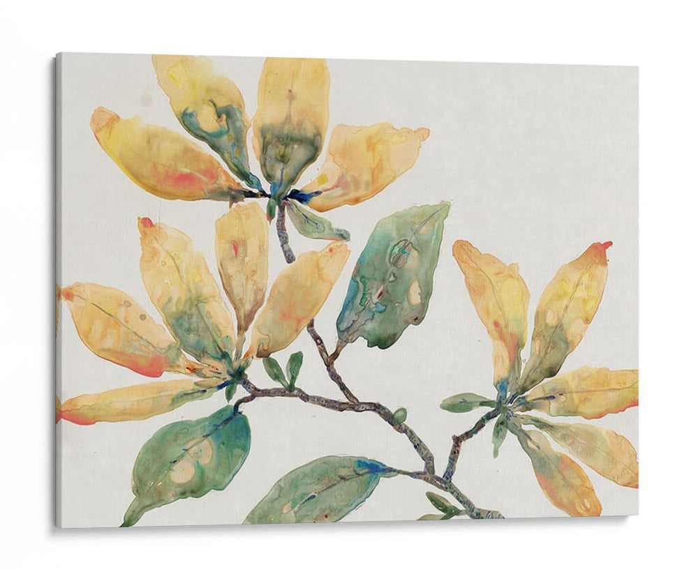Rama Floreciente Ii - Tim OToole | Cuadro decorativo de Canvas Lab