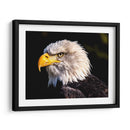 El águila calva | Cuadro decorativo de Canvas Lab