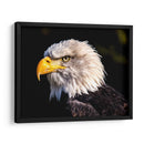 El águila calva | Cuadro decorativo de Canvas Lab