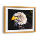 El águila calva | Cuadro decorativo de Canvas Lab