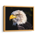 El águila calva | Cuadro decorativo de Canvas Lab