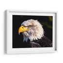 El águila calva | Cuadro decorativo de Canvas Lab