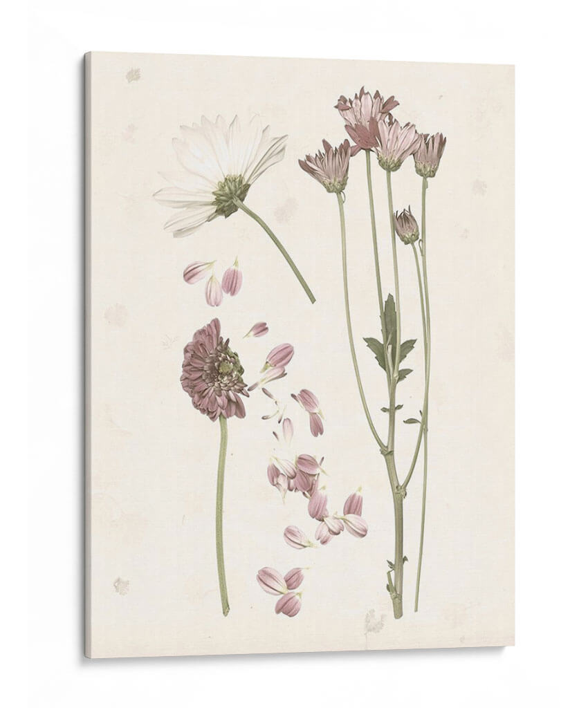 Floraciones Presionadas Ii - Grace Popp | Cuadro decorativo de Canvas Lab
