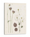 Floraciones Prensadas Iv - Grace Popp | Cuadro decorativo de Canvas Lab